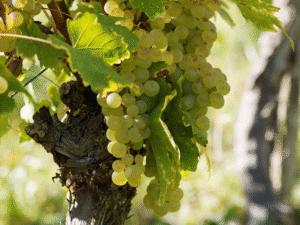 Chardonnay Grape Variety