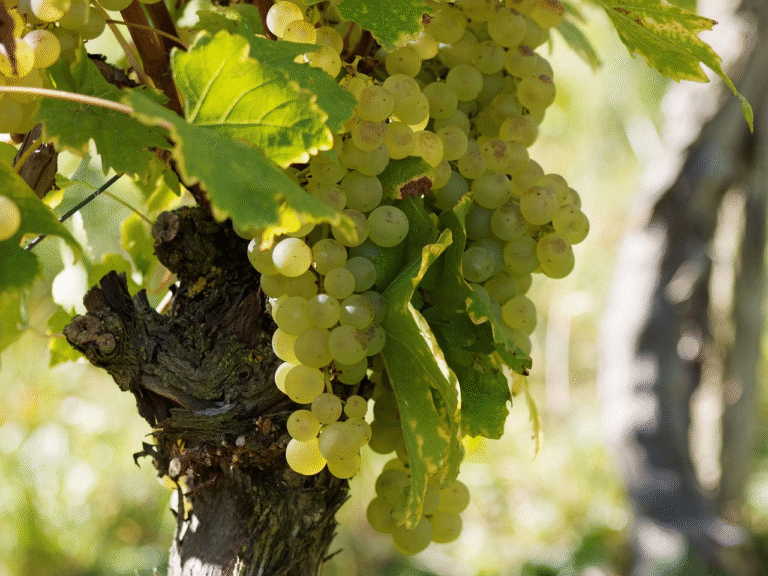 Chardonnay Grape Variety