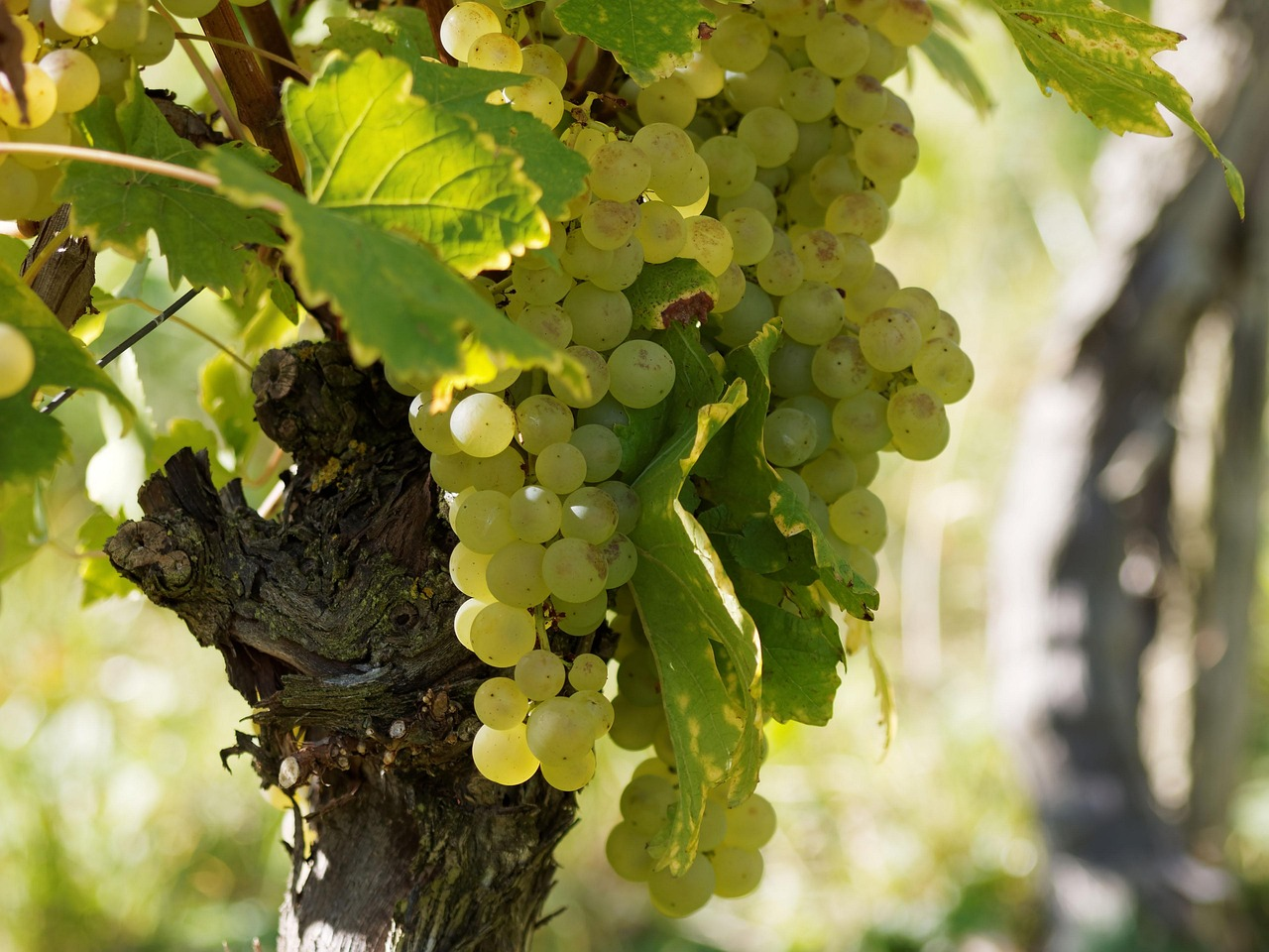 Chardonnay Grape Variety