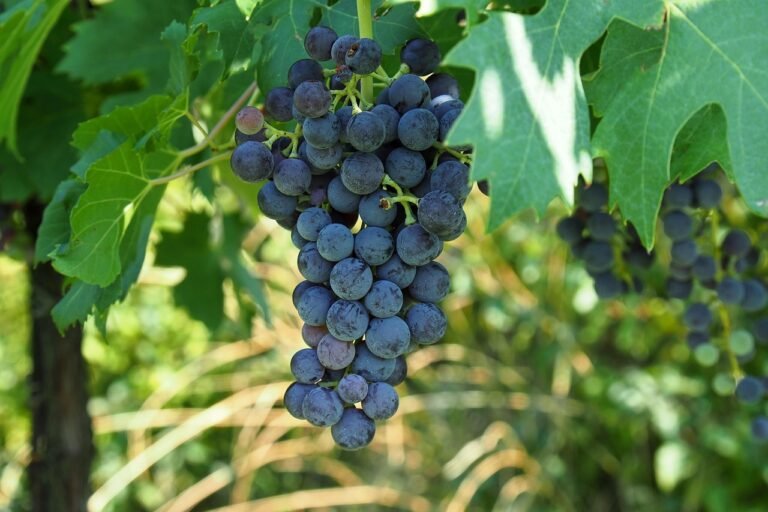 Grape Variety Red