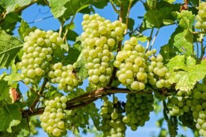 Sauvignon Blanc Variety
